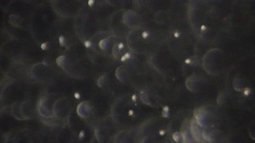Panorama des spermatozoïdes humains vus à fort grossissement.