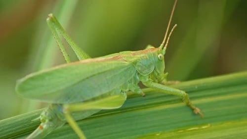 camouflaged green Grasshopper sitting On Green Plant Leaf. close-up