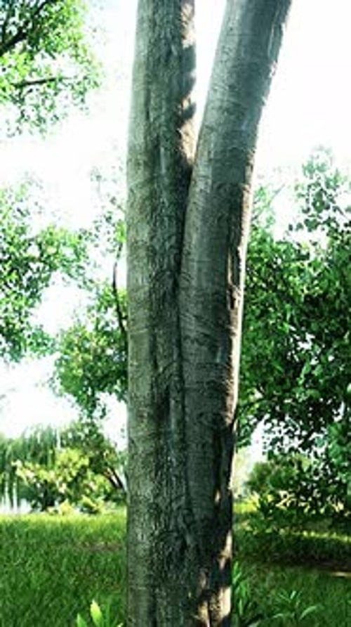 Green Lawn with Large Courtyard at the Morning Sun