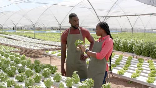 Farmers Inspecting Plants Inside Modern Greenhouse