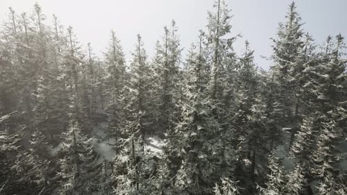 A Winter Wonderland in a Snowy Forest