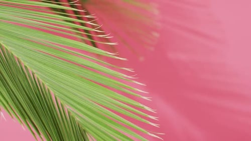 Green palm leaf and shadow on pink background with copy space
