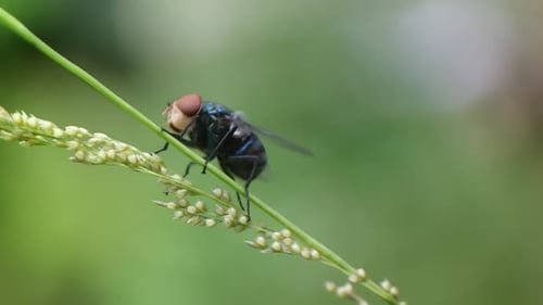 Fly Resting on a Blade of Grass