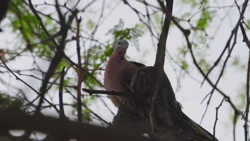 Eine gefleckte Taube sitzt auf einem Baum und zeigt ihre rosige orange Brust, während er seine Federn kräuselt