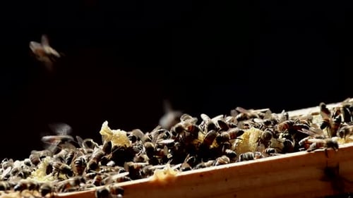 Bees swarm on a wooden beehive frame with honeycombs visible in close-up