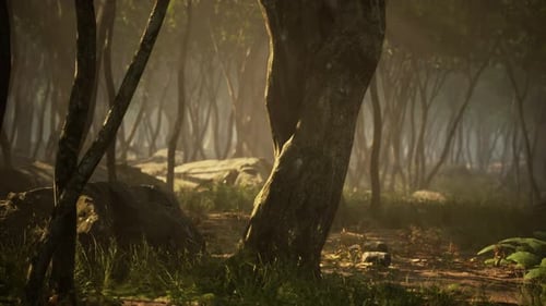 Enchanted Forest in Magical Light