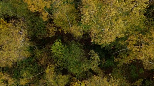 Aerial view of autumn forest, United Kingdom.