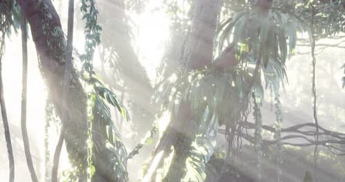 Sunlight Filters Through Lush Foliage in a Tranquil Forest Setting