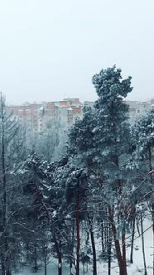 Weiße schneebedeckte Bäume im Winterpark vor dem Hintergrund moderner Gebäude in der Stadt.