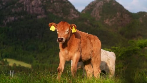Angus Cattle Calf With Ear Tags In The Farm In Stavanger, Norway. - handheld shot