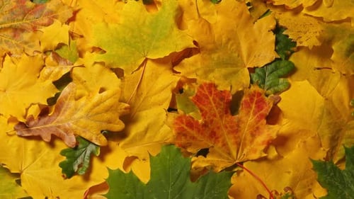 Autumn Leaves Background Maple and Oak Fall Leaf Lay Out Rotating