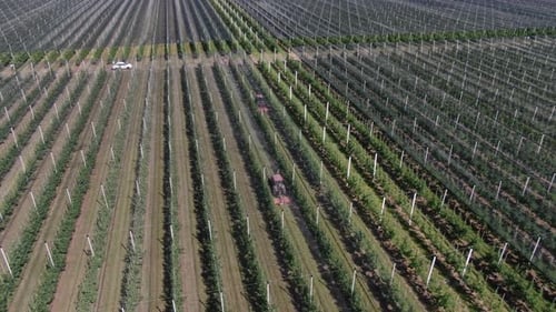 Immense verger de pommiers avec filet anti-grêle, tracteurs pulvérisant de l'engrais, 4k