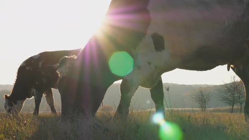 Cows Eating Fresh Green Grass on Lawn Cattle Grazing on Pasture at Sunny Day Beautiful Landscape of