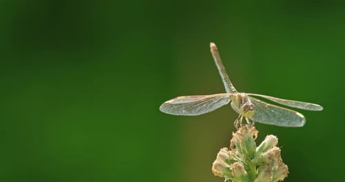 Delicate Dragonfly with Translucent Wings Perches on a Dried Flower Bud Against a Vivid Green