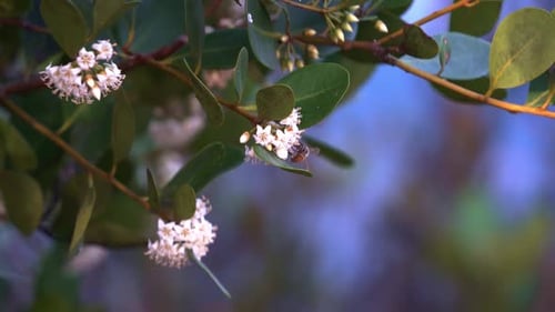 Busy honey bee, apis mellifera flying from one cluster to another cluster of river mangrove, aegicer