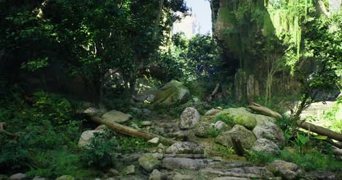 Lush Green Forest Area with Sunlight Filtering Through the Trees at Midday