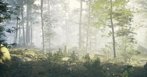 Misty Woodland with Sunlight Filtering Through Trees at Dawn in a Serene Forest