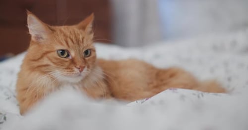 Fluffy Orange Cat Resting on Bed