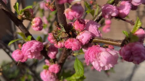 Sakura Tree Flowering Buds Nature
