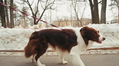 Young Woman Owner Walking with Her Border Collie Dog with Leash in Winter Park Dog Pet Making a