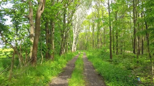 Winding path in the forest with trees on both sides during summer time