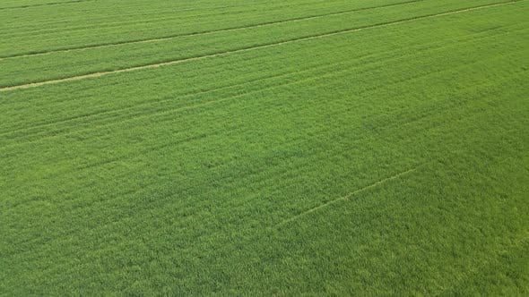 Aerial View of a Vibrant Green Agricultural Field with Young Crops ...