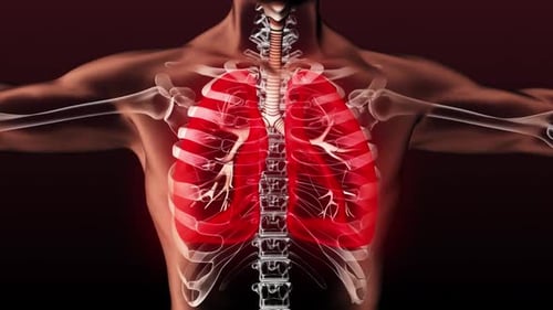 3D Animation of Human Lungs and Respiratory System