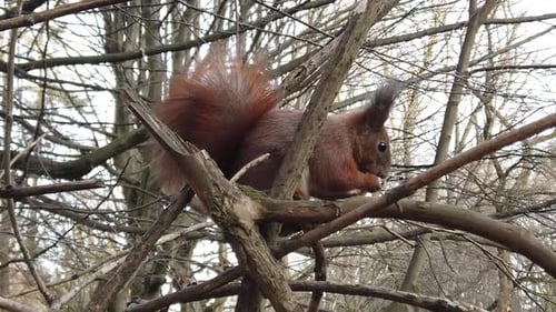 A squirrel on a tree branch eats cookies.