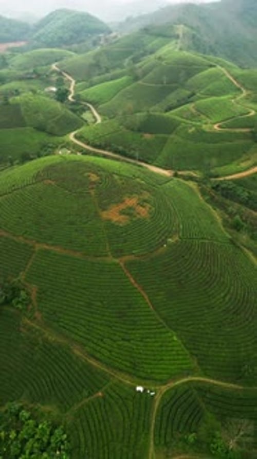 Vertical Aerial Footage of Tropical Tea Plantations Covering Rolling Hills in a Rural Farming Region