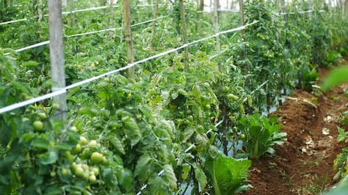 tomato vegetables