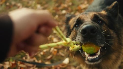 German Shepherd Dog Playing with a Toy in the Autumn Park Back View Purebred Dog Pet Walking in