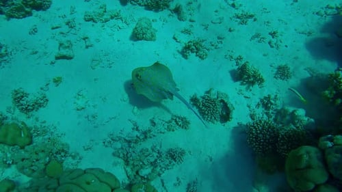 Bluespotted Ribbontail Ray Swimming Along Coral Reef