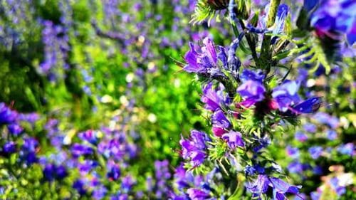 Campo de alga azul (Echium vulgare) lleno de flores azules con espacio para negativos y copias