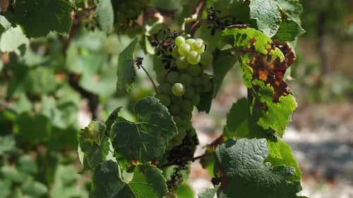 A Bunch of White Grapes with Dried Berries in the vineyardGrapes Dry in the Sun