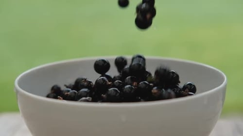 Ripe black currant berries falling into bowl on green, natural background, slow motion