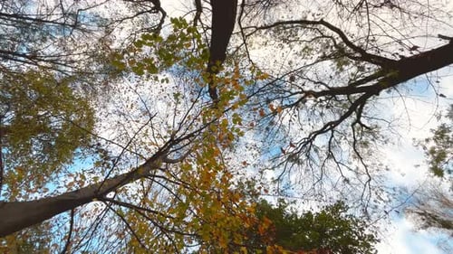 Bottom view of tree crowns against the background of sky and clouds in autumn.