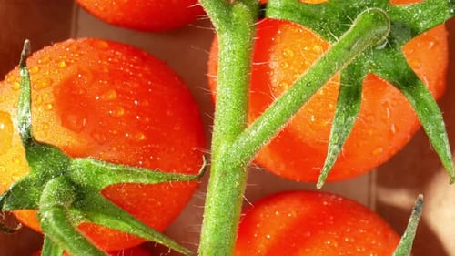 Eine Nahaufnahme einer reifen Tomate, die mit Wassertröpfchen glitzert