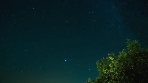 Starry Sky at Night with Green Tree