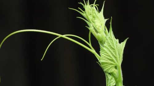 Feuilles de plantes de gourde.