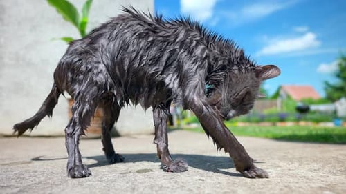 Skinny Old Cat Licking Her Wet Fur After Bath On A Sunny Day. - close up