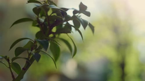 Vibrant Green Branch in Summer Sunlight