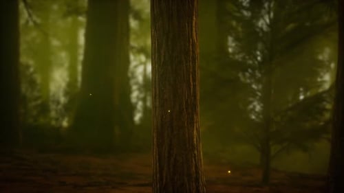 Firefly in Misty Forest with Fog