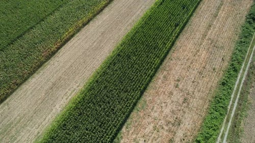 Aerial Corn Field