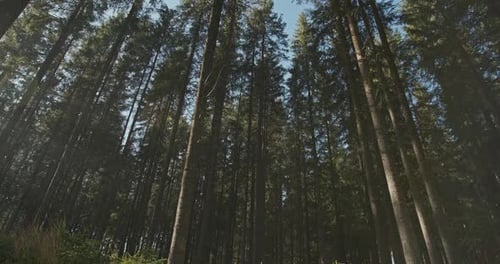 Forest Beautiful Inspiring Nature The Sun's Rays and the Sun Broke Through the Coniferous Forest