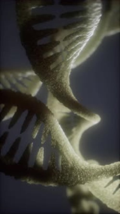 Loop Double Helical Structure of Dna Strand Closeup Animation