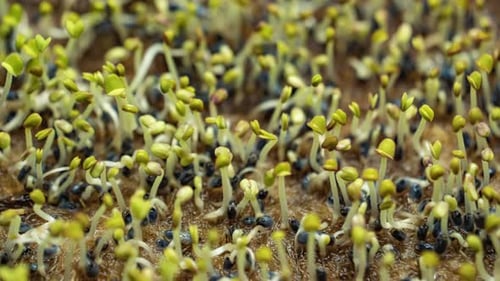 basil microgreens germinate from seeds closeup. Timelapse of seed germination. Small sprouts rise ab