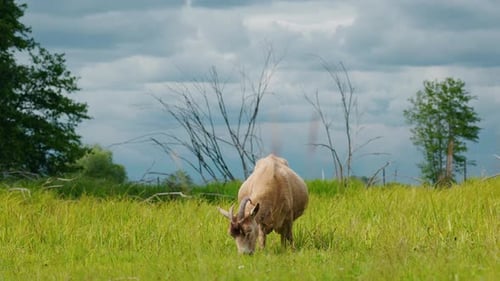 Goat Grazing Peacefully in a Rural Meadow