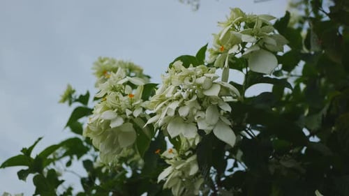 liebe weiße Blumen