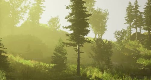 Serene Forest Landscape with Soft Sunlight Filtering Through Trees