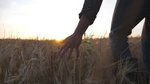 Male Arm of Agronomist Moves Over Ripe Wheat Growing on the Meadow Young Farmer Walks Through the